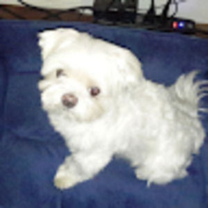 Meet your Posher, Vic